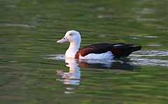 Radjah Shelduck